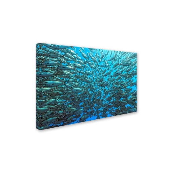 Henry Jager 'Split School Of Jackfish' Canvas Art,22x32